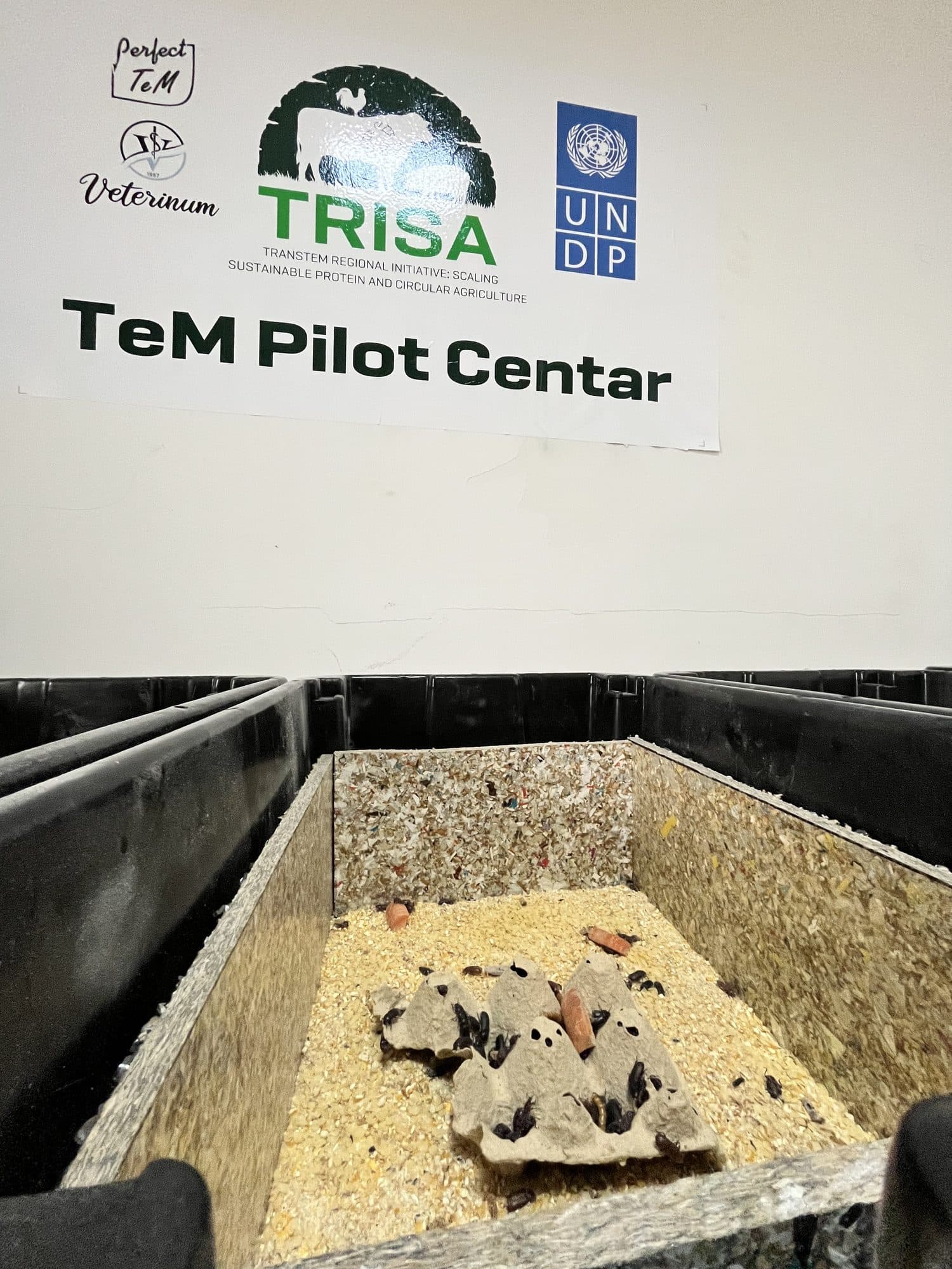 The Tenebrio molitor Pilot Breeding Centre in Ulcinj